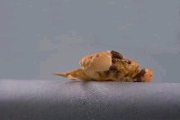 粗掌大權蟹藏品圖，第6張
